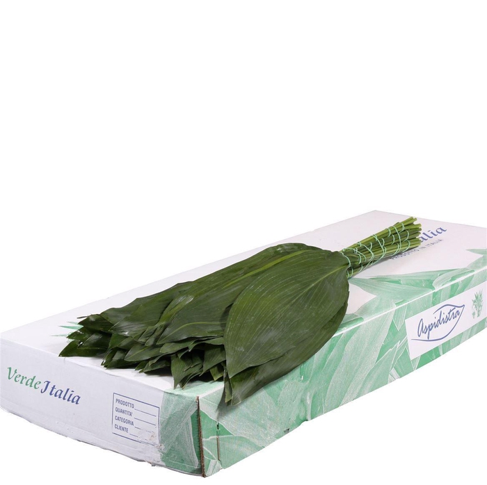 Aspidistra elat.   .../bos