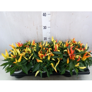 Capsicum annuum 'Joker'
