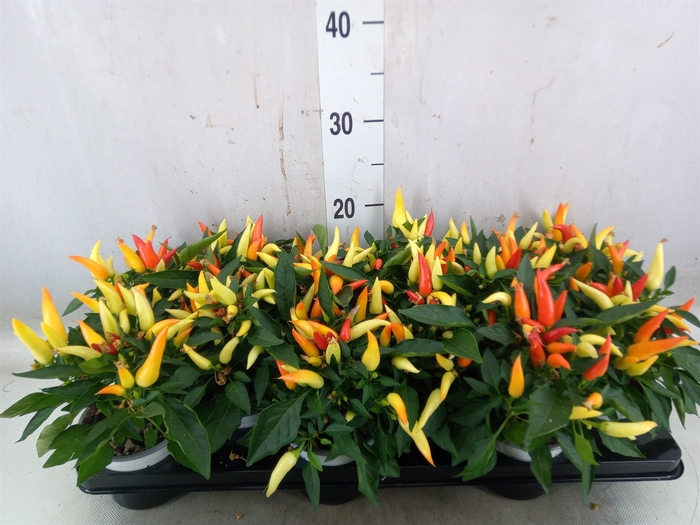 <h4>Capsicum annuum 'Joker'</h4>