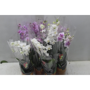 PHALAENOPSIS MINI P09 2 HT