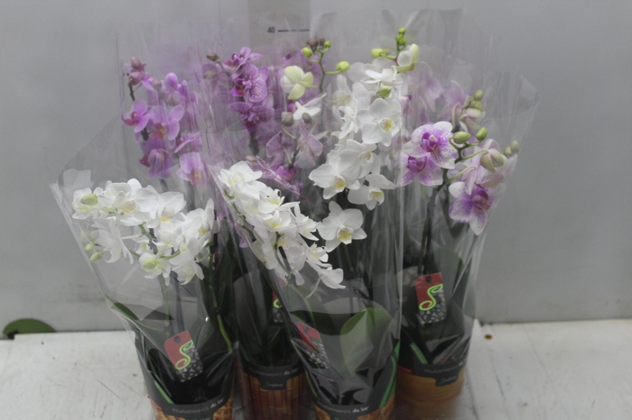 <h4>PHALAENOPSIS MINI P09 2 HT</h4>