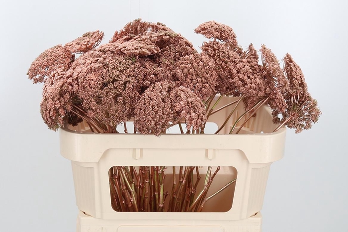 <h4>Ammi Zaad Kl Bh Koper</h4>