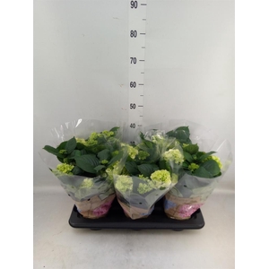 Hydrangea mac. 'Schneeball'