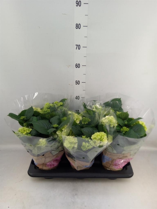 <h4>Hydrangea mac. 'Schneeball'</h4>