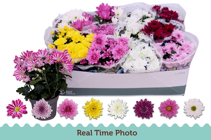 <h4>CHRYS GEM 6 KL</h4>