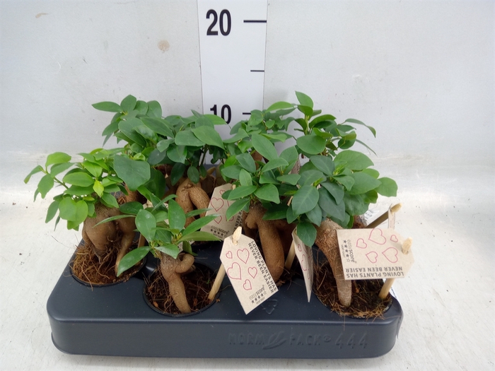 <h4>Ficus microcarpa 'Ginseng'</h4>