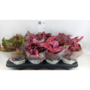 Begonia BD rex 'Beleaf' ...mix