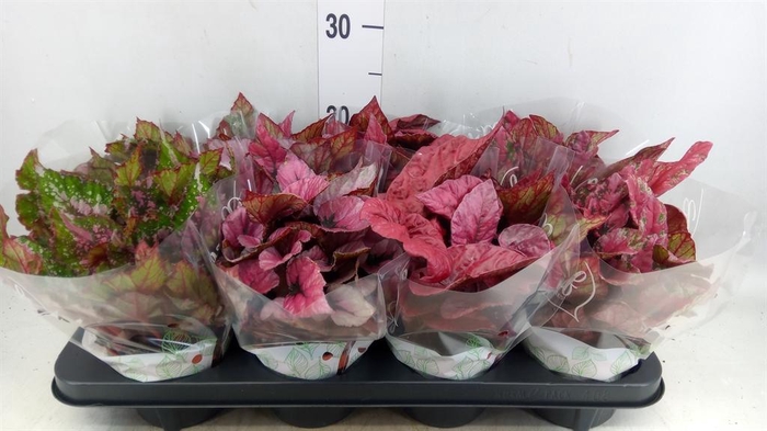 <h4>Begonia BD rex 'Beleaf' ...mix</h4>