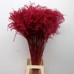 Dried Stipa Feather Red