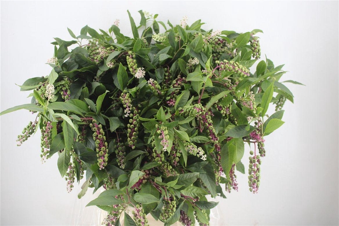 <h4>Carbouzijn Berry P Bunch</h4>