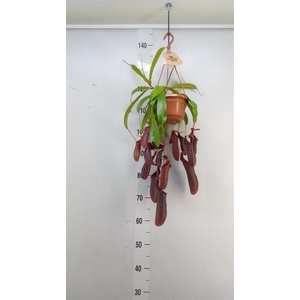 Nepenthes    ...