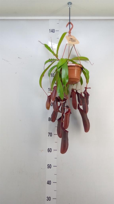 <h4>Nepenthes    ...</h4>