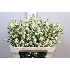 Sympho Mag Lemon Lime
