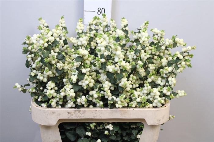 <h4>Sympho Mag Lemon Lime</h4>