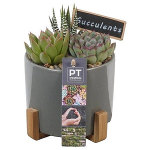 arr. Succulenten