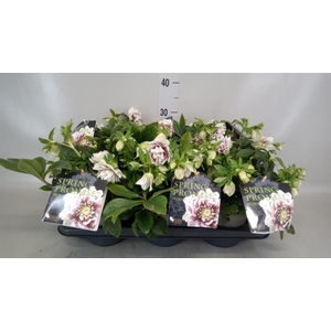 Helleborus  'Spring Promise'  ..mix