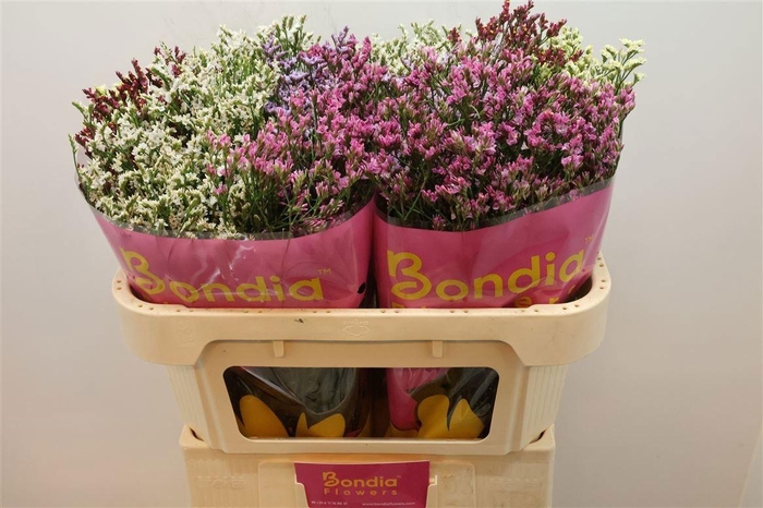 <h4>LIM SIN DIAMOND GEM</h4>