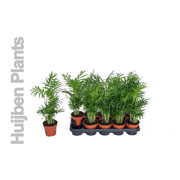 <h4>Chamaedorea elegans 12Ø 50cm</h4>