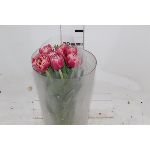 TULIPA DOBRADA BICOLOR VARIADO COM BULBO