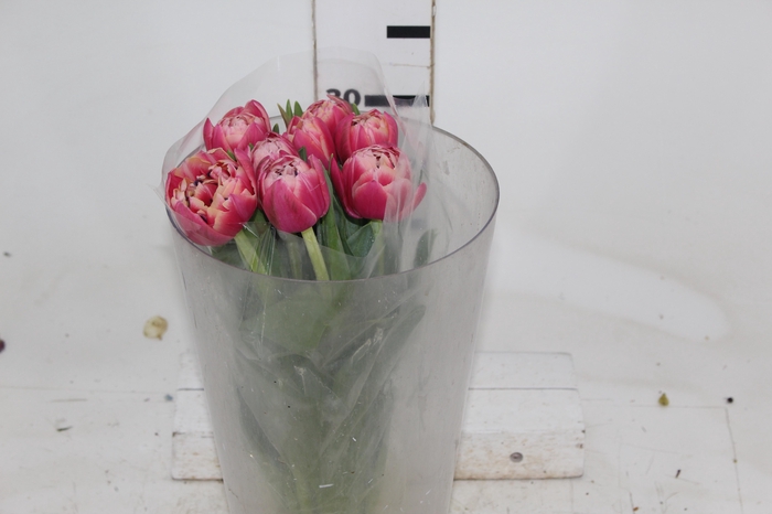 <h4>TULIPA DOBRADA BICOLOR VARIADO COM BULBO</h4>