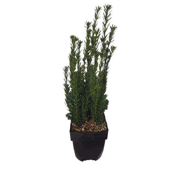 <h4>Taxus media 'Hillii' P17</h4>