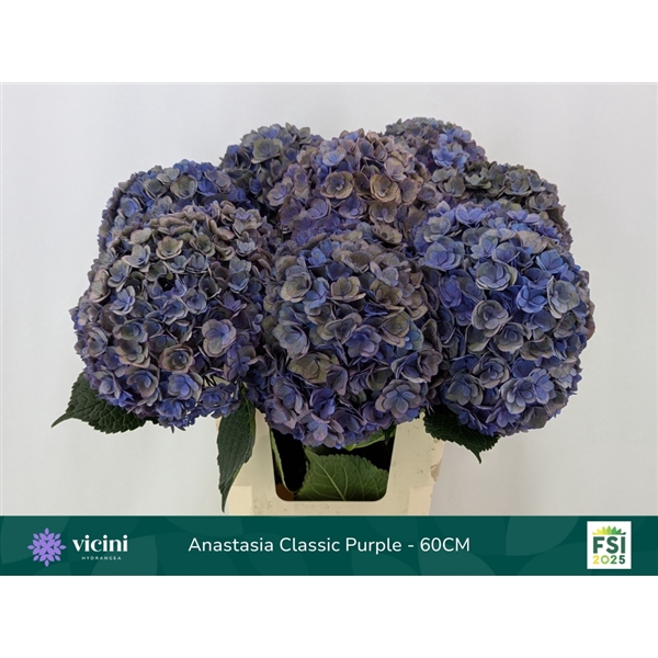 <h4>Anastasia Classic Purple - 60CM</h4>