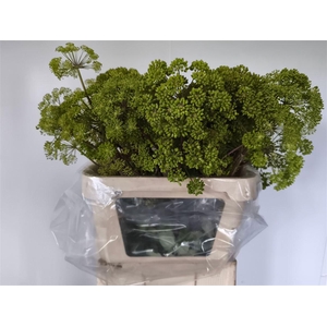 Angelica Gigas