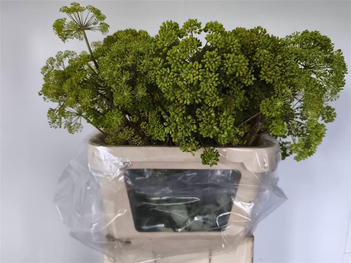 <h4>Angelica Gigas</h4>