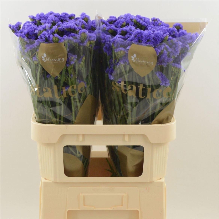 <h4>LIM S PIPPA WINGS</h4>