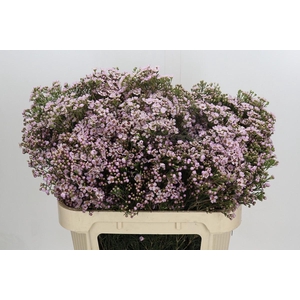 Chamelaucium Jupiter Solar