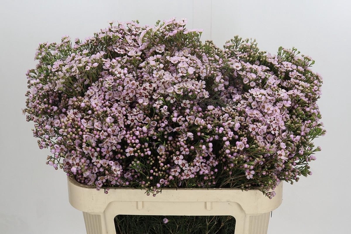 <h4>Chamelaucium Jupiter Solar</h4>