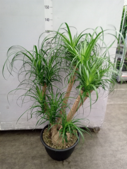 <h4>Beaucarnea recurvata</h4>