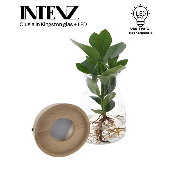 <h4>Clusia in Kingston glas + LED - levertijd: 24 uur</h4>