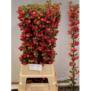 MALUS RED SENTINEL
