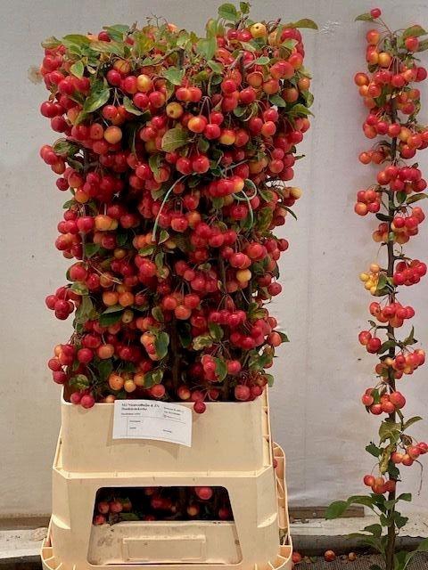 <h4>MALUS RED SENTINEL</h4>