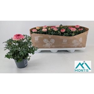 RANUN SPRINK VIO BIC