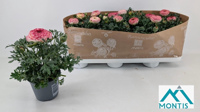 <h4>RANUN SPRINK VIO BIC</h4>