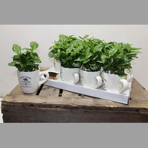Coffea Arabica In Beker
