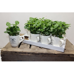 Coffea Arabica In Beker