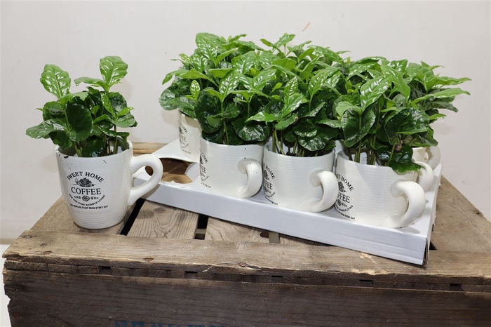 <h4>Coffea Arabica In Beker</h4>
