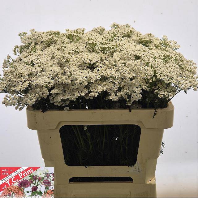 <h4>ACHIL M WHITE BEAUTY</h4>