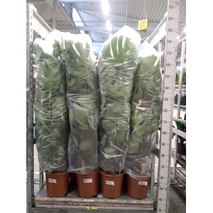 Monstera delic.