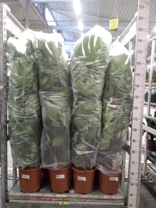 <h4>Monstera delic.</h4>