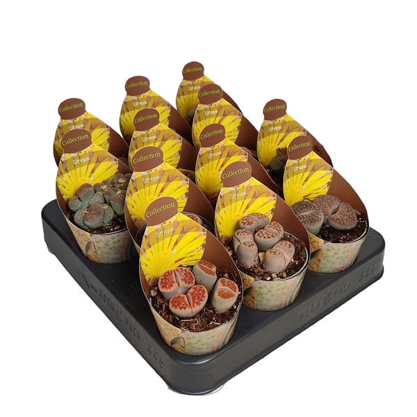 <h4>LITHOPS YELLOW FLOWER - POT Ø 6,5 - COLLECTION WITH POTCOVER (SUCCULENTEN)</h4>