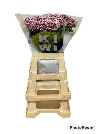 Di Barb Kiwi Maroon 60 Cm