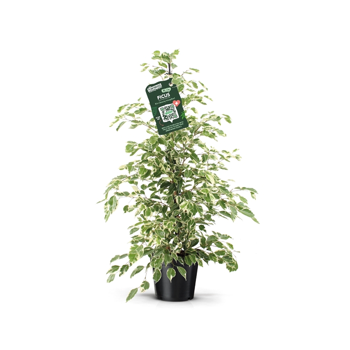 <h4>Ficus benjamina twilight</h4>