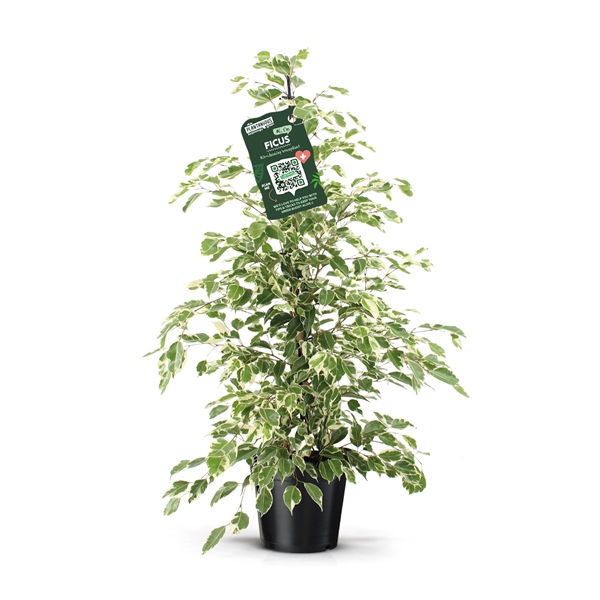 <h4>Ficus benjamina twilight</h4>