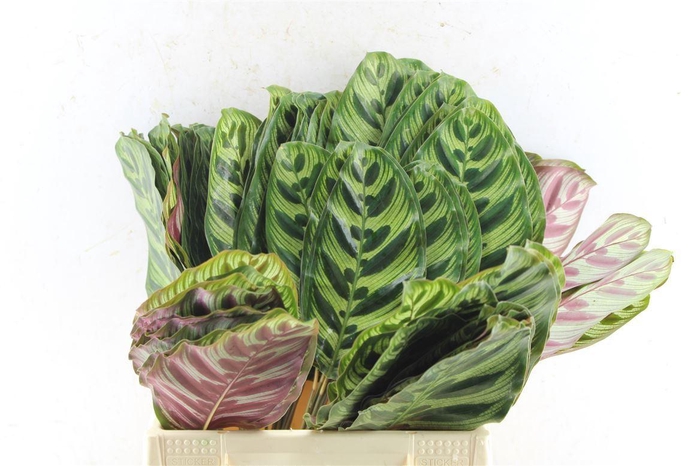 <h4>CALATHEA ZEBRINA BLAD</h4>