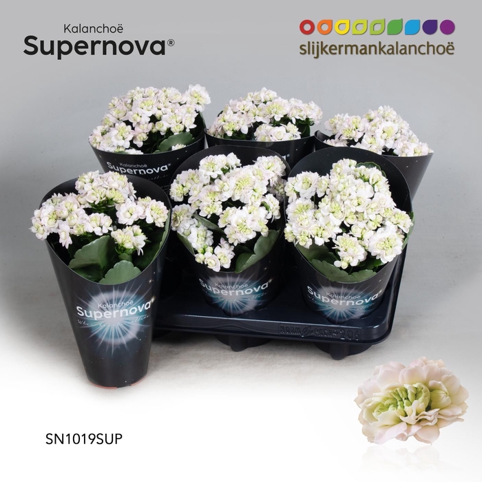 <h4>Kalanchoë Supernova Pinkish White</h4>