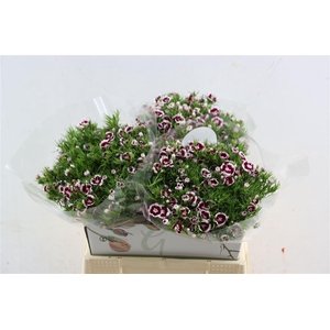 Di Barb Breanthus Roi Bicolor Red White